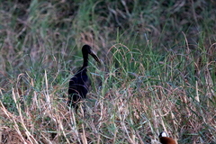 Anastomus lamelligerus