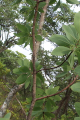 Protea angolensis var. divaricata image