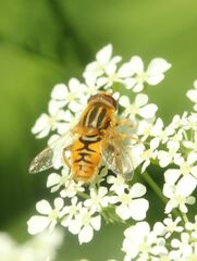 Parhelophilus