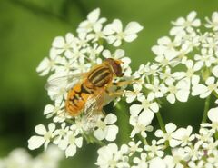 Parhelophilus