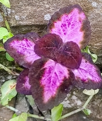 Coleus scutellarioides
