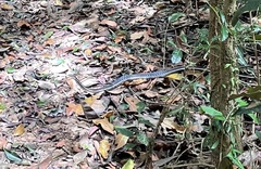 Thamnosophis lateralis