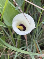 Zantedeschia albomaculata