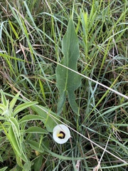 Zantedeschia albomaculata
