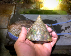 Tectus pyramis