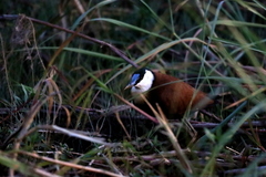 Actophilornis africanus