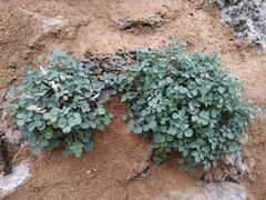 Sarcocapnos enneaphylla