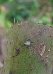 Micrathena saccata