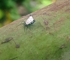 Micrathena saccata