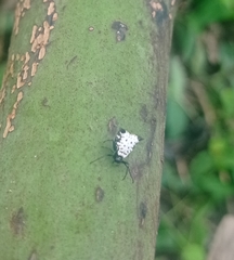 Micrathena saccata