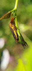 Proconiini