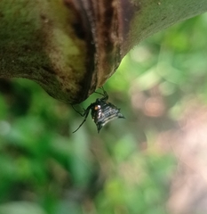 Micrathena saccata