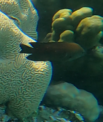 Neoglyphidodon melas