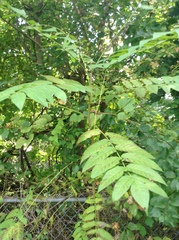 Ailanthus altissima
