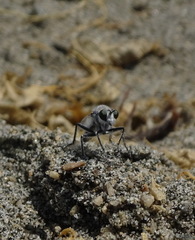 Graptostylus dolosus