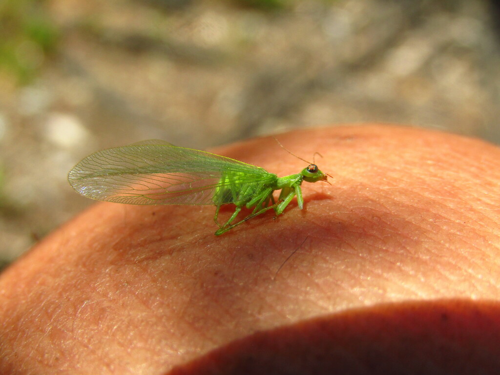 Drepanicus chrysopinus