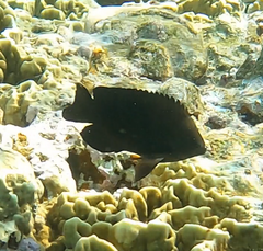 Neoglyphidodon melas