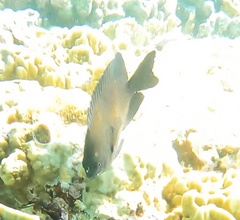 Neoglyphidodon melas