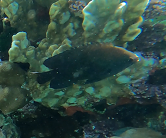 Neoglyphidodon melas