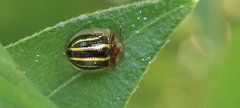 Agroiconota propinqua