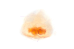 Chinattus parvulus
