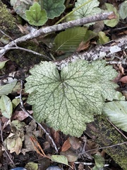 Tellima grandiflora