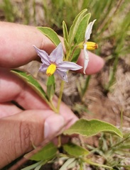 Solanum campylacanthum