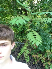 Ailanthus altissima