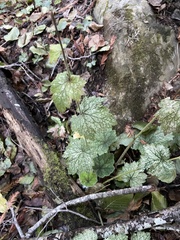 Tellima grandiflora