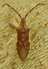 Gonocerus juniperi