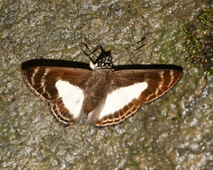 Sophista aristoteles