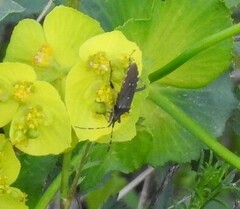 Dicranocephalus agilis