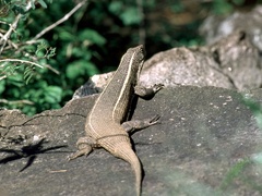 Matobosaurus validus