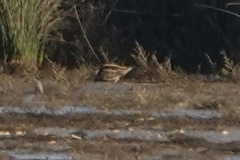 Lymnocryptes minimus