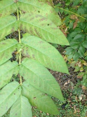 Ailanthus altissima