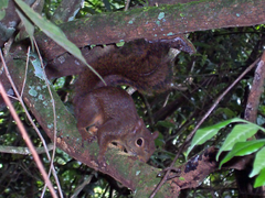 Sciurus aestuans ingrami