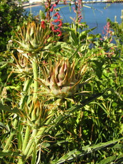 Cynara cardunculus
