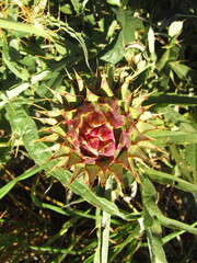 Cynara cardunculus