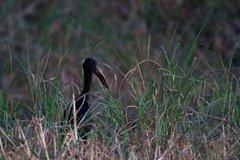 Anastomus lamelligerus