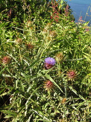 Cynara cardunculus