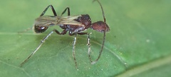 Pogonomyrmex mayri