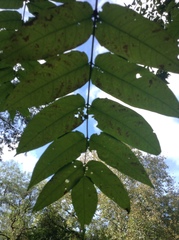 Ailanthus altissima