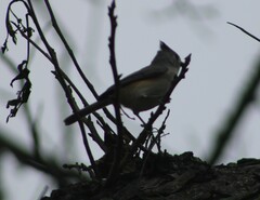 Baeolophus bicolor × atricristatus