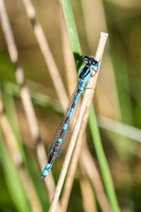 Coenagrion