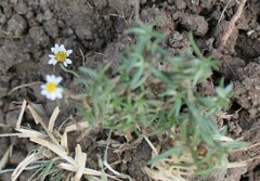 Tridax coronopifolia