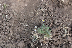 Tridax coronopifolia