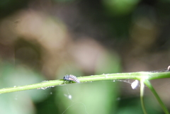 Coccinellinae