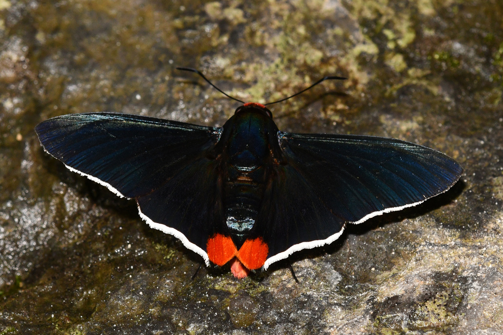 Passova Firetip