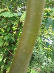 Ailanthus altissima