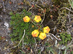 Gentianella hirculus